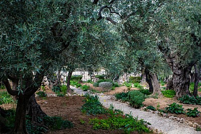 Gethsemane, When the Right Hand Fails